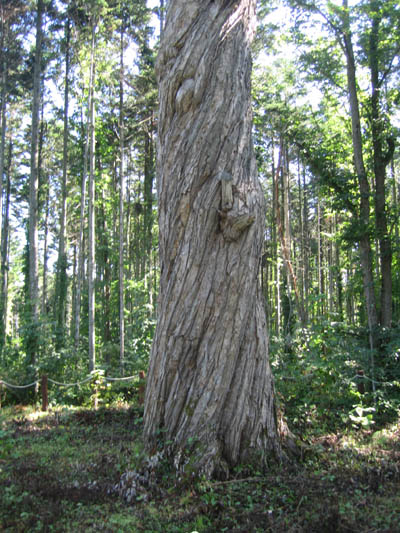 クリの巨木幹A.jpg
