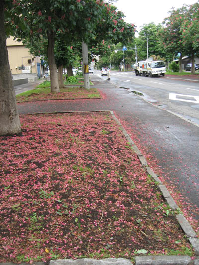 ベニバナトチノキ道路A.jpg