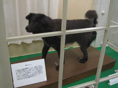 南極犬タロの剥製Ａ.jpg