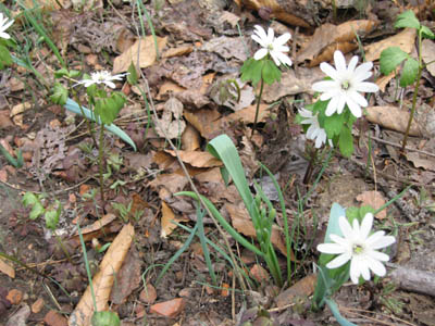 春先に　雪が残すか　イチゲ花A.jpg