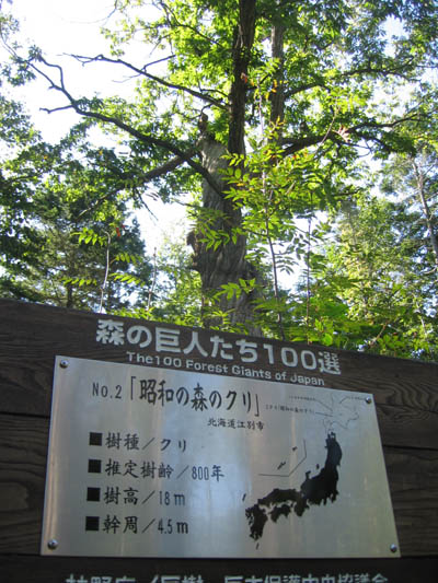 森の巨人説明板A.jpg