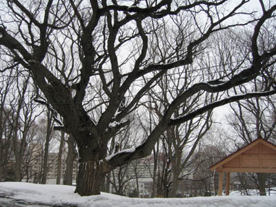 相馬神社ご神木A.jpg