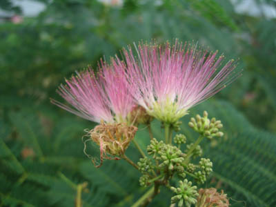 空に打つ　花火の如し　ねむの花A.jpg