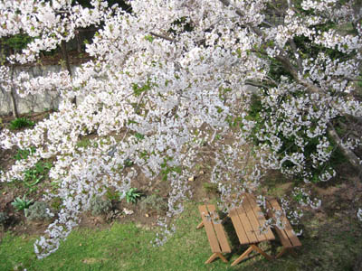 窓の外　雪降ったかと　桜白A.jpg