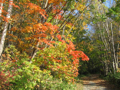 野幌森林公園A.jpg