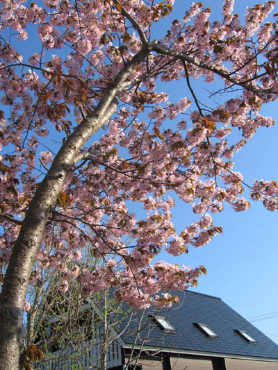 青空に　ピンク押し出す　山桜A.jpg