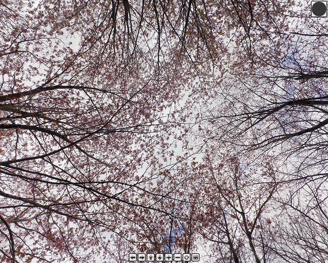 s-0508sakura.jpg